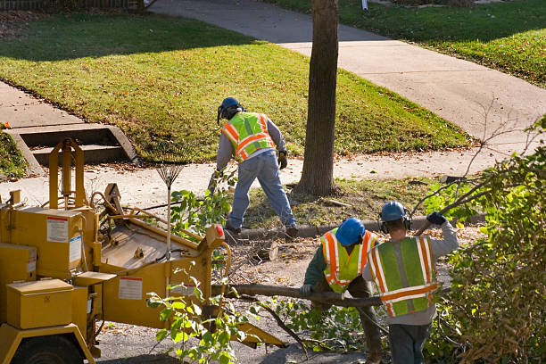 Best Palm Tree Trimming  in Munford, TN