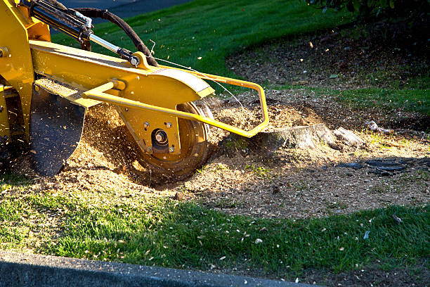 Lawn Grading and Leveling in Munford, TN